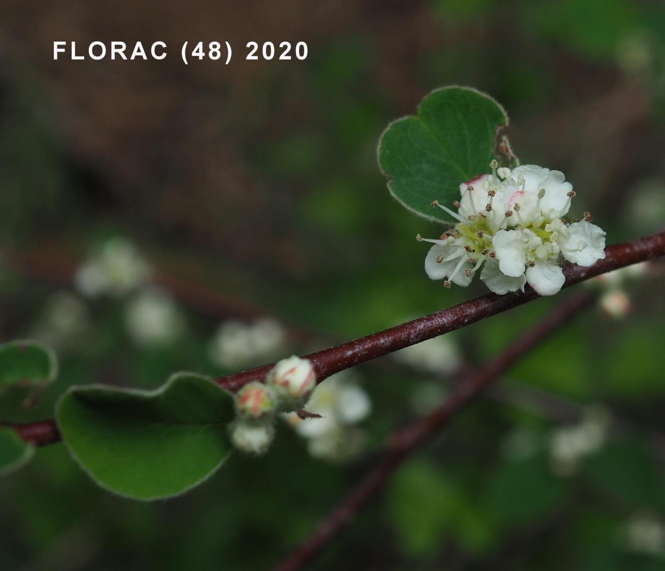 Cotoneaster, [of Crete]